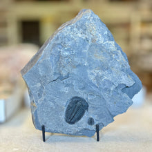 Load image into Gallery viewer, Fossilized Elrathia kingii trilobite on matrix rock with a blurred background
