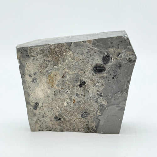 Gray shale stone with embedded trilobite and peronopsis fossils on a white background.