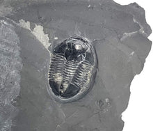 Load image into Gallery viewer, Trilobite fossil embedded in dark gray shale rock
