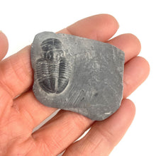 Load image into Gallery viewer, Fossil trilobite on wheeler shale
