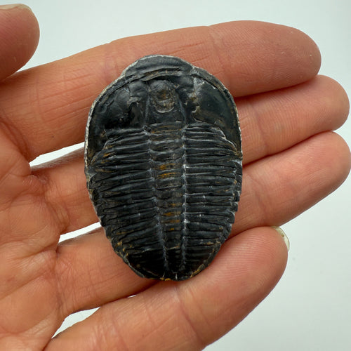Fossilized trilobite held in a hand against a white background