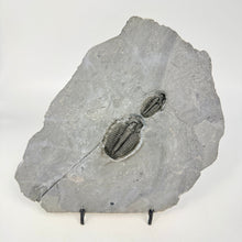 Load image into Gallery viewer, Fossilized trilobite on a rock slab with a white background
