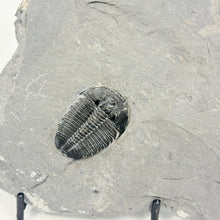 Load image into Gallery viewer, Trilobite fossil embedded in a rock
