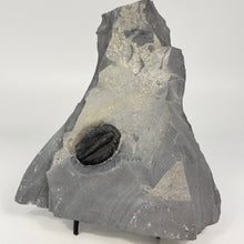 Load image into Gallery viewer, Fossilized trilobite embedded in a rock on a white background
