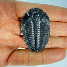 Load image into Gallery viewer, Trilobite fossil held in a hand against a light blue background
