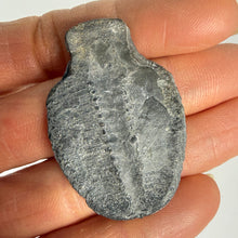 Load image into Gallery viewer, Hand holding a grayish-black Fossil Trilobite from Utah showing the backside textured surface
