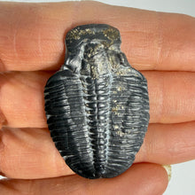 Load image into Gallery viewer, Trilobite fossil held between fingers against a white background
