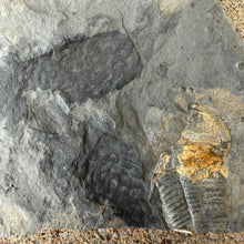 Load image into Gallery viewer, Fossil Cambrian algae embedded in a rock with a natural background
