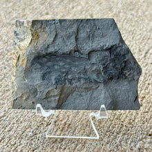 Load image into Gallery viewer, Fossilized algae embedded in a rock on a clear stand against a concrete background
