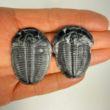 Load image into Gallery viewer, Utah trilobites shown being held in hand against a white background.
