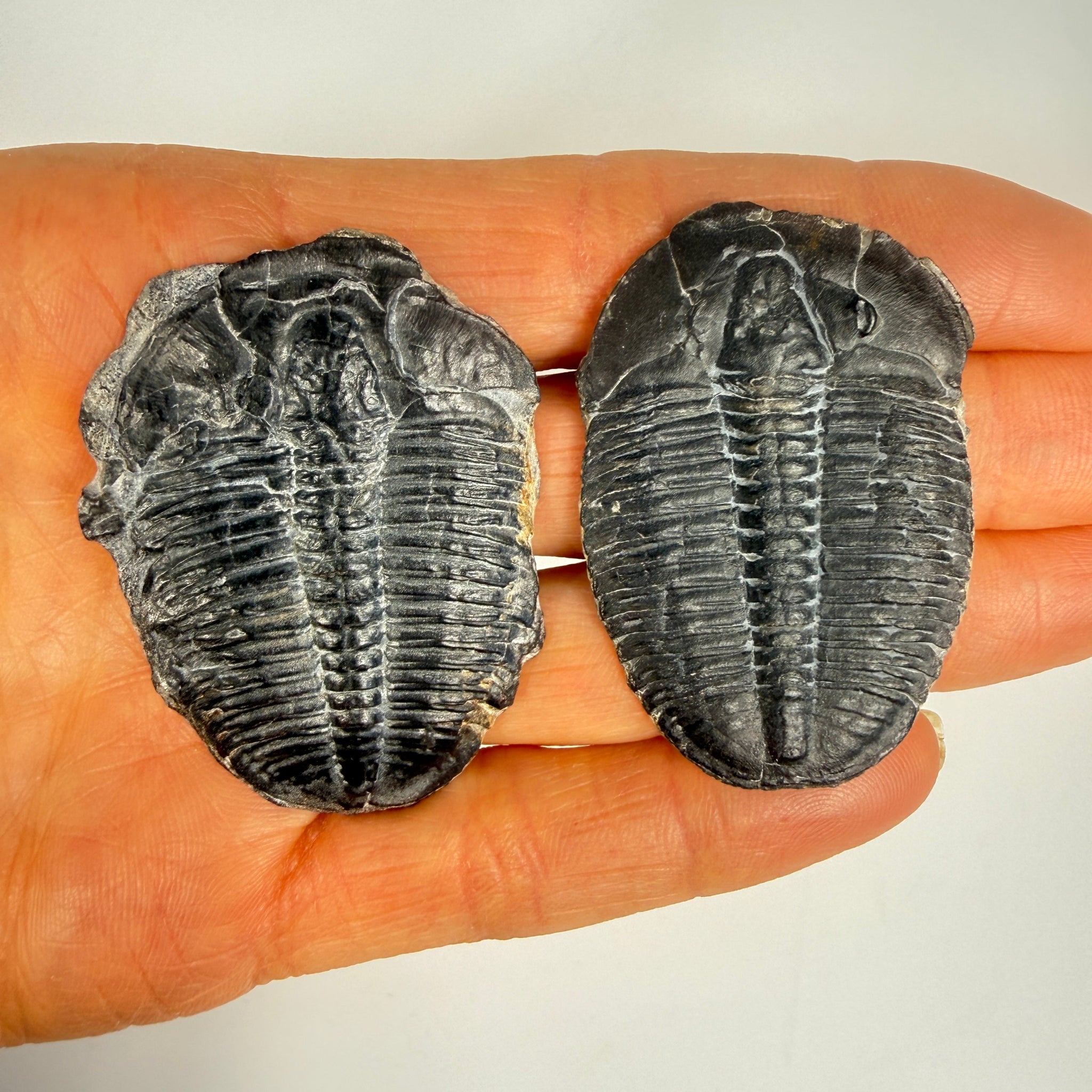 RARE Trilobite Fossils – The Bug House