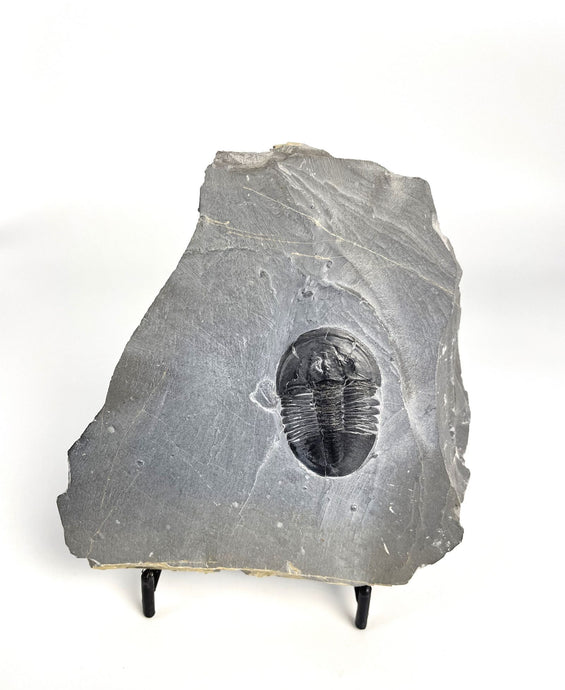 Utah Asaphiscus Wheeleri Fossil Trilobite 1 1/2