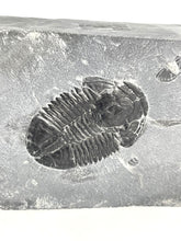Load image into Gallery viewer, X-Large 2&quot; Utah House Range Asaphiscus Wheeleri Fossil Trilobite Middle Cambrian Period Wheeler Shale Formation
