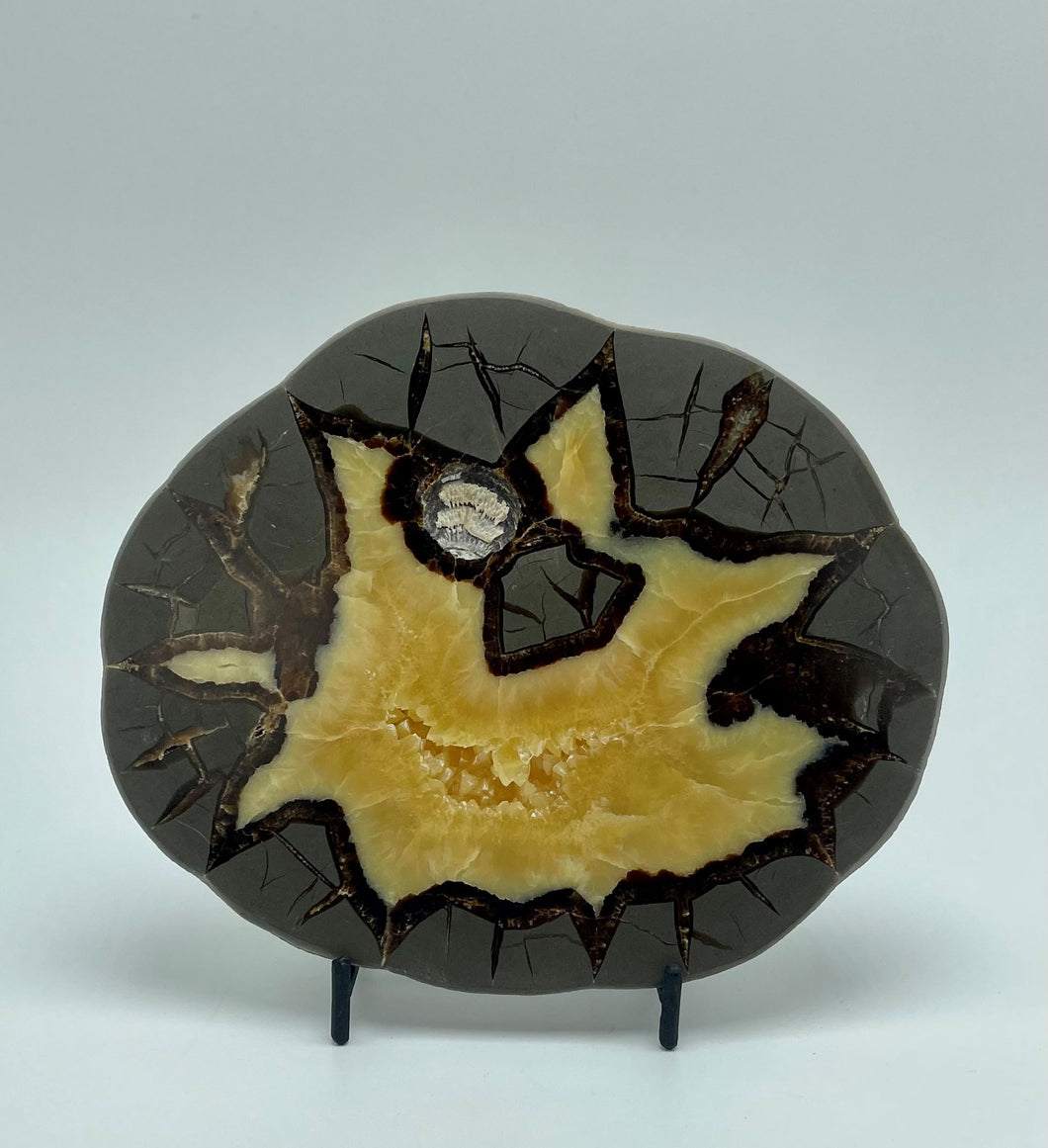 Utah Septarian Slab with Calcite Crystal Hollow and Fossil Imprint 6