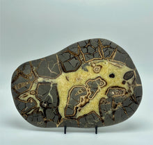 Load image into Gallery viewer, Rare Utah Septarian Slab with several visible Fossil remnants 10&quot;
