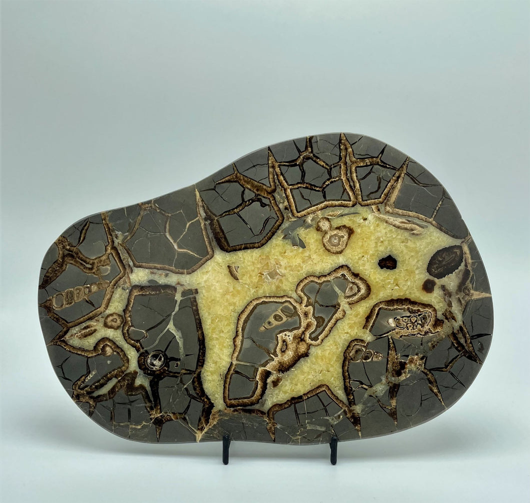 Rare Utah Septarian Slab with several visible Fossil remnants 10