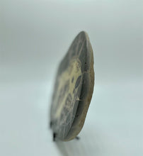 Load image into Gallery viewer, Rare Utah Septarian Slab with several visible Fossil remnants 10&quot;
