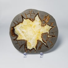 Load image into Gallery viewer, Utah Septarian Slab 5.5-6&quot;
