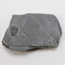 Load image into Gallery viewer, 1/2 inch - 5/8 inch Elrathia Kingi Complete Trilobite Fossil from Utah
