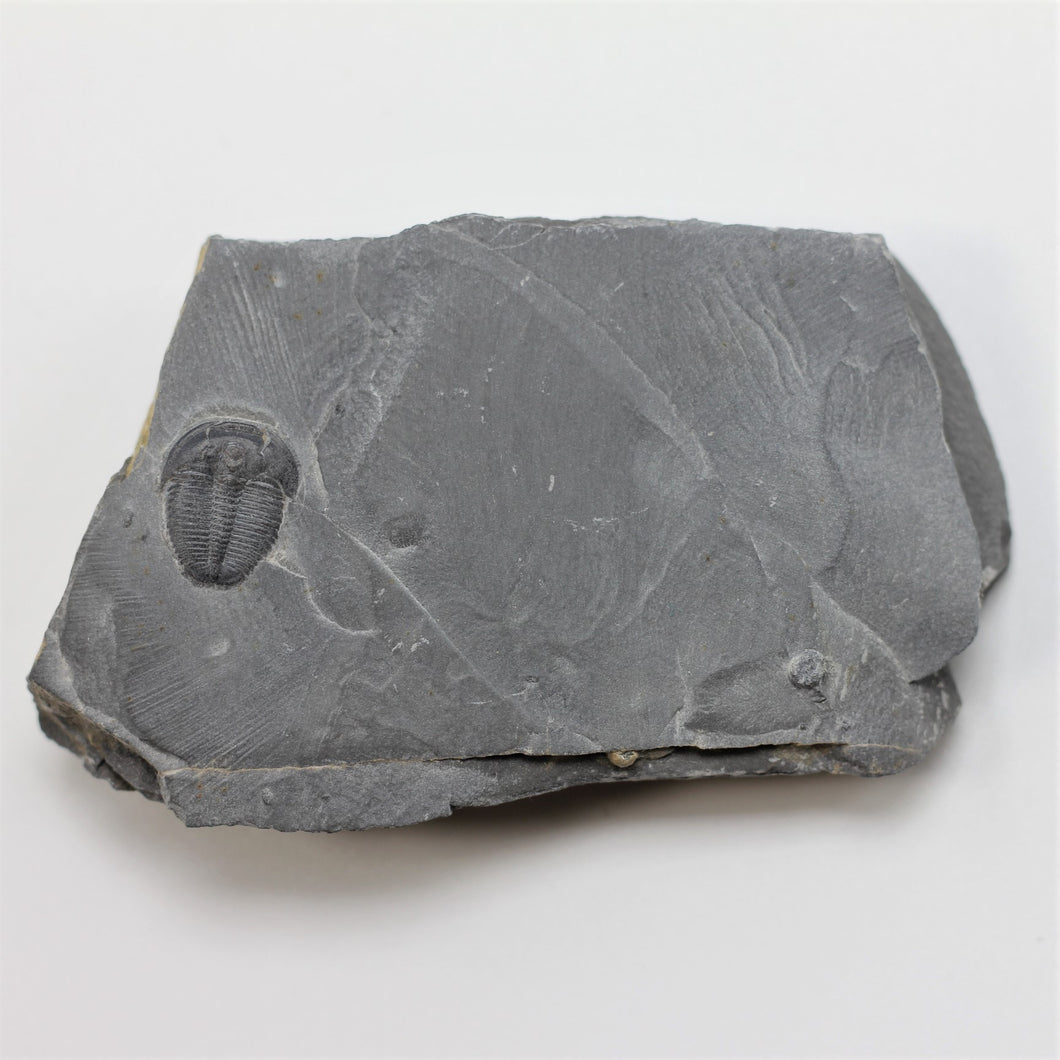 1/2 inch - 5/8 inch Elrathia Kingi Complete Trilobite Fossil from Utah