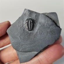 Load image into Gallery viewer, Fossil Trilobite Small
