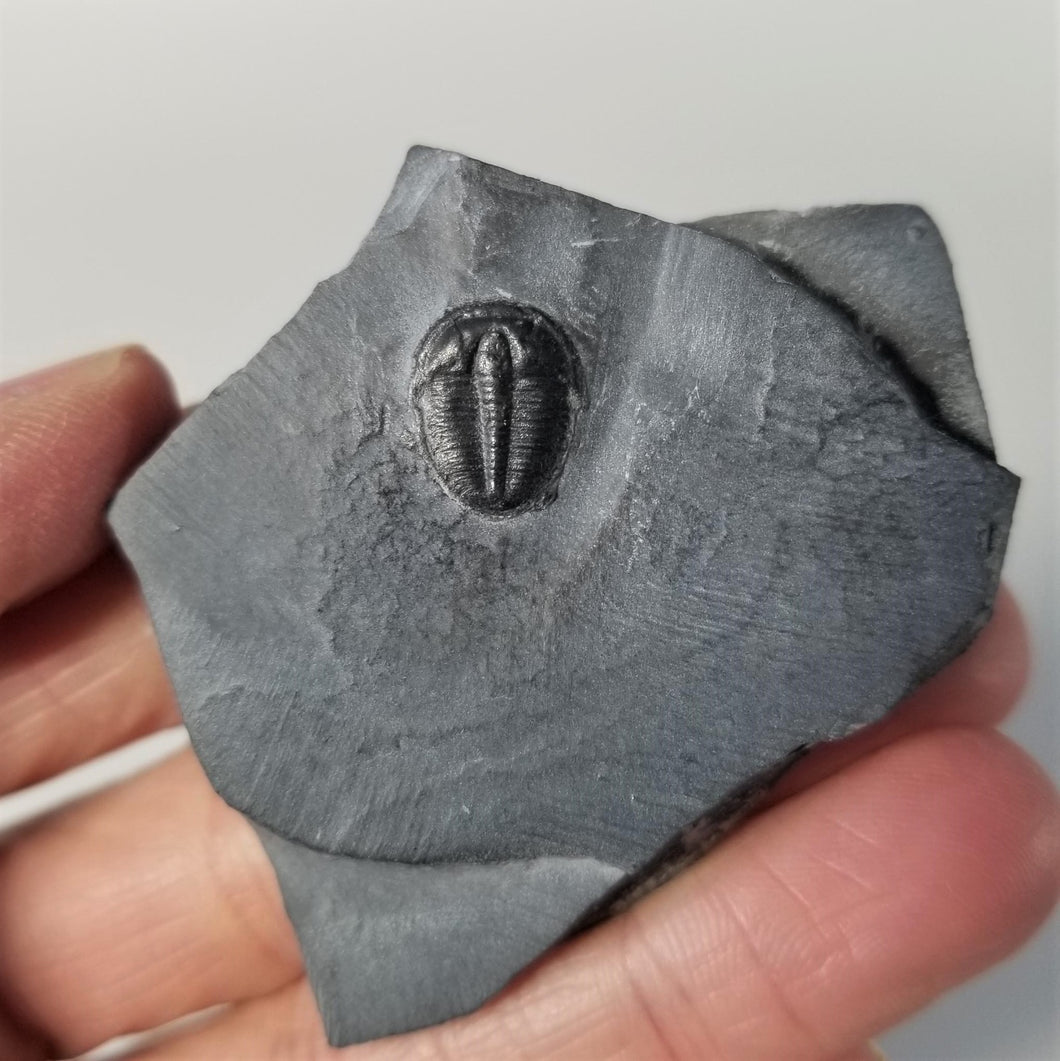 Fossil Trilobite Small