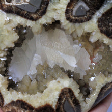 Load image into Gallery viewer, Utah Septarian Heart with Barite and Fossil Remnant 4.5-5&quot;
