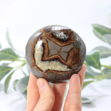 Load image into Gallery viewer, Septarian Turtle Back 2.5-3&quot;
