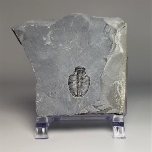 Elrathia Kingi Trilobite Molt middle cambrian 505 million years old found in Utah