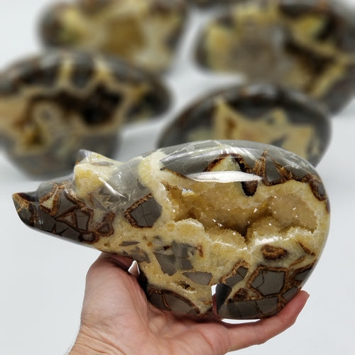 Septarian Long Neck Bear