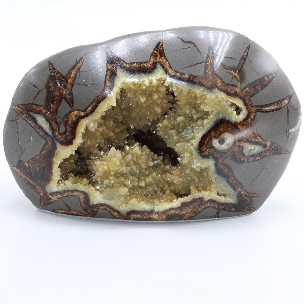 Septarian Standup with bevelback edge