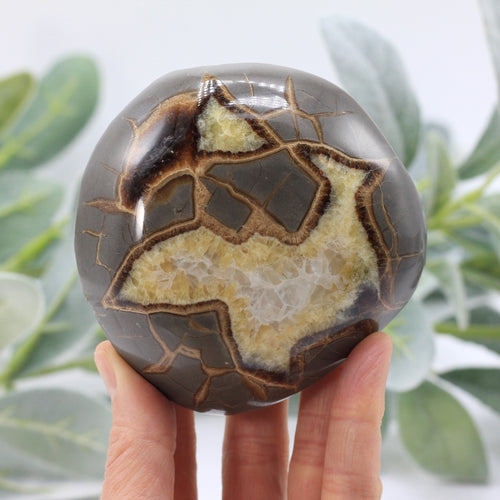 Septarian nodule shaped and polished into a rounded turtle back 