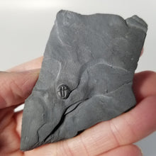 Load image into Gallery viewer, Small Trilobite Fossil Elrathia Kingi
